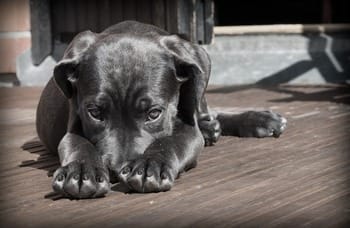 black puppy on a porch
