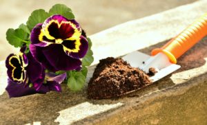 flowers and trowel with potting soil