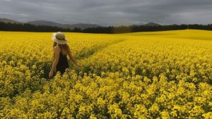 woman in a mustard field 